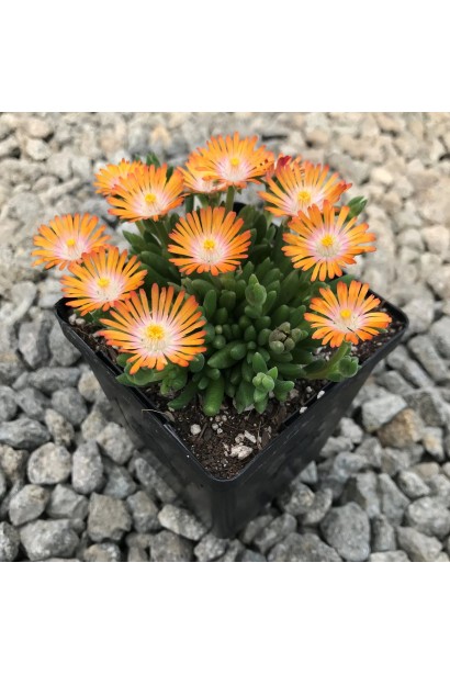 Делосперма Джевел оф Десерт Топаз контейнер Р9